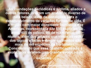     As inundações periódicas e o clima, aliados a outros fatores, criaram um ambiente diverso de rara beleza, além de condições para o desenvolvimento de variadas formas de vida. É a região com maior densidade faunística das Américas, representada por 650 espécies de aves, 405 de peixes, 80 de mamíferos, 50 répteis, além dos jacarés que vivem ao redor das lagoas e baías e dentre os insetos são mais de mil espécies de borboletas.  Considerando que essa quantificação não é exata, pois existem uma grande evolução de espécies.    Fonte: http://www.pantanalms.tur.br/flora2.htm 