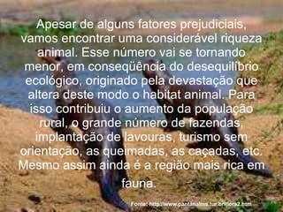 Apesar de alguns fatores prejudiciais, vamos encontrar uma considerável riqueza animal. Esse número vai se tornando menor, em conseqüência do desequilíbrio ecológico, originado pela devastação que altera deste modo o habitat animal. Para isso contribuiu o aumento da população rural, o grande número de fazendas, implantação de lavouras, turismo sem orientação, as queimadas, as caçadas, etc. Mesmo assim ainda é a região mais rica em fauna.   Fonte: http://www.pantanalms.tur.br/flora2.htm 
