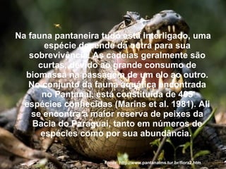 Na fauna pantaneira tudo está interligado, uma espécie depende da outra para sua sobrevivência. As cadeias geralmente são curtas, devido ao grande consumo de biomassa na passagem de um elo ao outro. No conjunto da fauna aquática encontrada no Pantanal, está constituída de 405 espécies conhecidas (Marins et al. 1981). Ali se encontra a maior reserva de peixes da Bacia do Paraguai, tanto em números de espécies como por sua abundância.   Fonte: http://www.pantanalms.tur.br/flora2.htm 