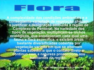A complexidade das condições ambientais e a conseqüente variedade de vegetação chegam a justificar a designação atribuída à região de Complexo do Pantanal. Na variedade dos tipos de vegetação, multiplicam-se nichos ecológicos, que condicionam cada qual uma fauna e flora específica, e existem áreas bastante diversificadas cobertas por vegetação variada em que se alternam plantas sabedoria que o contato direto e contínuo com a natureza proporciona aos habitantes da região.  Flora Fonte: http://www.pantanalms.tur.br/flora2.htm 