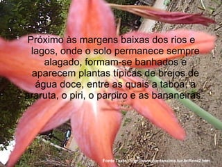 Próximo às margens baixas dos rios e lagos, onde o solo permanece sempre alagado, formam-se banhados e aparecem plantas típicas de brejos de água doce, entre as quais a taboa, a araruta, o piri, o parpiro e as bananeiras.  Fonte Texto: http://www.pantanalms.tur.br/flora2.htm 