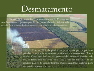 Desmatamento
          Apesar da área (em km²) de desmatamento do Pantanal ser
uma das menores, a porcentagem de área desmatada só fica inferior a do
serrado. Mas o ritmo de desmatamento vem caindo a cada censo feito.




                                Embora 95% da planície esteja ocupado por propriedades
                      privadas, a vegetação se manteve praticamente a mesma nos últimos
                      séculos. Como uma boa área das propriedades costumam inundar todo
                      ano, os fazendeiros não vêem outra saída a não ser abrir mão de um
                      generoso pedaço de terra. E, também, muitos fazendeiros declaram parte
                      das suas terras como reserva.
 