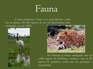 Fauna
         A fauna pantaneira é muito rica, provavelmente a mais
rica do planeta. Há 650 espécies de aves (no Brasil inteiro estão
catalogadas cerca de 1800).




                                         No Pantanal já foram catalogadas mais de
                                1.100 espécies de borboletas, contam-se mais de 80
                                espécies de mamíferos, sendo uma dos principais a
                                onça-pintada.
 