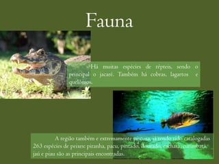 Fauna
                        Há muitas espécies de répteis, sendo o
               principal o jacaré. Também há cobras, lagartos e
               quelônios.




          A região também e extremamente piscosa, já tendo sido catalogadas
263 espécies de peixes: piranha, pacu, pintado, dourado, cachara, curimbatá,
jaú e piau são as principais encontradas.
 