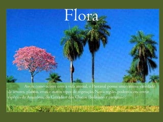 Flora


          Assim como ocorre com a vida animal, o Pantanal possui uma extensa variedade
de árvores, plantas, ervas e outros tipos de vegetação. Nesta região, podemos encontrar
espécies da Amazônia, do Cerrado e dos Chacos (boliviano e paraguaio).
 