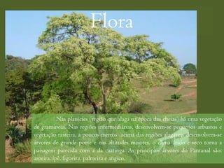 Flora



           Nas planícies (região que alaga na época das cheias) há uma vegetação
de gramíneas. Nas regiões intermediárias, desenvolvem-se pequenos arbustos e
vegetação rasteira, a poucos metros acima das regiões alagáveis desenvolvem-se
árvores de grande porte e nas altitudes maiores, o clima árido e seco torna a
paisagem parecida com a da caatinga. As principais árvores do Pantanal são:
aroeira, ipê, figueira, palmeira e angico.
 