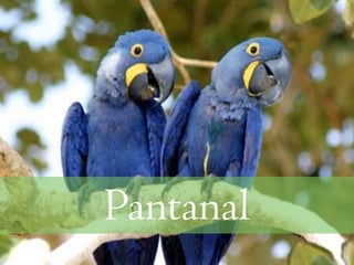 Pantanal
 