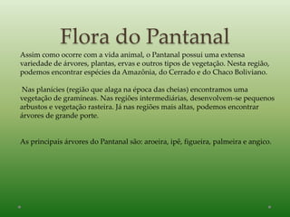 Flora do Pantanal
Assim como ocorre com a vida animal, o Pantanal possui uma extensa
variedade de árvores, plantas, ervas e outros tipos de vegetação. Nesta região,
podemos encontrar espécies da Amazônia, do Cerrado e do Chaco Boliviano.
Nas planícies (região que alaga na época das cheias) encontramos uma
vegetação de gramíneas. Nas regiões intermediárias, desenvolvem-se pequenos
arbustos e vegetação rasteira. Já nas regiões mais altas, podemos encontrar
árvores de grande porte.
As principais árvores do Pantanal são: aroeira, ipê, figueira, palmeira e angico.
 