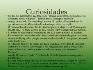 Curiosidades
-
• Os 210 mil quilômetros quadrados do Pantanal equivalem à soma das áreas
de quatro países europeus – Bélgica, Suíça, Portugal e Holanda.
• A onça pintada do Pantanal chega a pesar 150 quilos, alimentando-se de
aproximadamente 85 espécies de animais que vivem na região.
• O Pantanal brasileiro tem 144.294 km2 de planície alagável, 61,9% dos quais
(89.318 km2) no Mato Grosso do Sul, e 38,1% (54.976 km2) em Mato Grosso.
• O bioma do Pantanal foi reconhecido em 2000 como Reserva da Biosfera.
Essas reservas, declaradas pela Unesco, são instrumentos de gestão e manejo
sustentável integrados que permanecem sob a jurisdição dos países nos quais
estão localizadas.
• O reduzido desnível da região produz a inundação periódica do Pantanal.
Além disso, o relevo faz com que o Rio Paraguai ande bem devagar. Uma
canoa à deriva no rio demoraria cerca de seis meses para atravessar o
Pantanal.
• A cada 24 horas, cerca de 178 bilhões de litros de água entram na planície
pantaneira.
• Existem mais espécies de aves no Pantanal (656 espécies) do que na América
do Norte (cerca de 500) e mais espécies de peixes do que na Europa (263 no
Pantanal contra aproximadamente 200 em rios europeus).
 