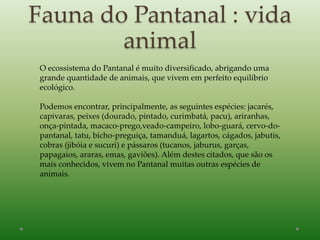 Fauna do Pantanal : vida
animal
O ecossistema do Pantanal é muito diversificado, abrigando uma
grande quantidade de animais, que vivem em perfeito equilíbrio
ecológico.
Podemos encontrar, principalmente, as seguintes espécies: jacarés,
capivaras, peixes (dourado, pintado, curimbatá, pacu), ariranhas,
onça-pintada, macaco-prego,veado-campeiro, lobo-guará, cervo-do-
pantanal, tatu, bicho-preguiça, tamanduá, lagartos, cágados, jabutis,
cobras (jibóia e sucuri) e pássaros (tucanos, jaburus, garças,
papagaios, araras, emas, gaviões). Além destes citados, que são os
mais conhecidos, vivem no Pantanal muitas outras espécies de
animais.
 