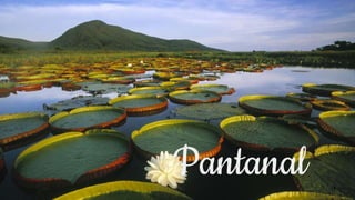 Pantanal 1
 