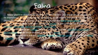 10
Falna
Maior planície alagável do mundo, o Pantanal tem 263 espécies de peixes, 80
de mamíferos, 1.100 espécies de borboletas,50 de répteis e mais de 650 de aves
(Rico).Das espécies de aves a mais espetacular é a arara-azul-grande, uma
espécie ameaçada de extinção. Há ainda tuiuiús (a ave símbolo do Pantanal),
tucanos, periquitos, garças-brancas, beija-flores…
Há uma infinidade de répteis, sendo o principal o jacaré (jacaré-do-pantanal e
jacaré-coroa),cobra boca-de-sapo (Jararaca), sucuri,Jiboia-constritora,Cobra-
d'água, cobras-água e outras), lagartos (iguana, calango-verde) e quelônios (jabuti
e cágado).
 