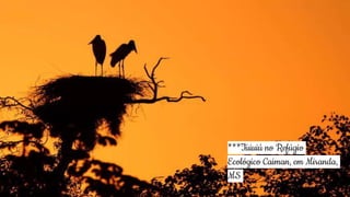 11
***Tuiuiú no Refúgio
Ecológico Caiman, em Miranda,
MS
 