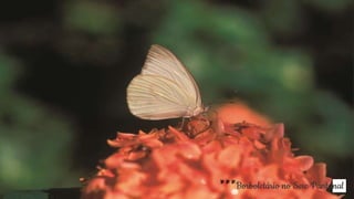 12***Borboletário no Sesc Pantanal
 