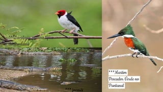 13
***Martim
Pescador Verde no
Pantanal
***Cavalaria, pássaro típico
do Pantanal
*** jacarés
 