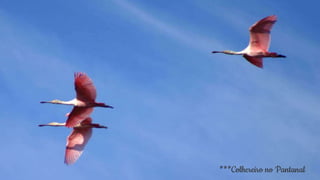 14***Colhereiro no Pantanal
 