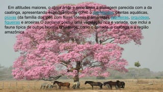 16
Em altitudes maiores, o clima árido e seco torna a paisagem parecida com a da
caatinga, apresentando espécies típicas como o mandacaru, plantas aquáticas,
piúvas (da família dos ipês com flores róseas e amarelas), palmeiras, orquídeas,
figueiras e aroeiras.O pantanal possui uma vegetação rica e variada, que inclui a
fauna típica de outros biomas brasileiros, como o cerrado, a caatinga e a região
amazônica.
 