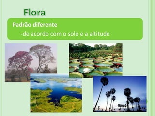 DIVERSIDADEFauna 650 espécies de aves Arara Azul, em extinção.Tuiuiú: Ave símbolo do Pantanal