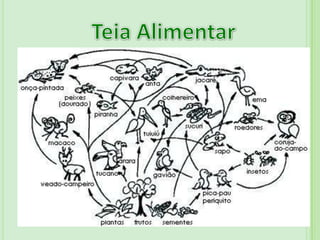 Fauna 1.100 espécies de borboletasFauna80 espécies de mamíferosOnça Pintada 