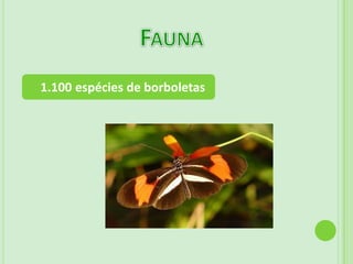  600 km sentido Norte-Sul