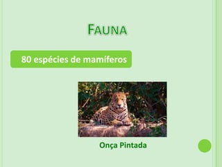  Largura de 250 km Clima:Predominantemente TropicalCaracterísticas de continentalidade 	- Quente no verão(32°C) 	- Frio e seco no inverno(21°C)