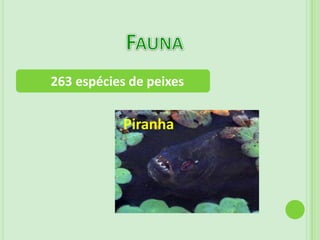 Solo:  Alagado no verão e seco no inverno