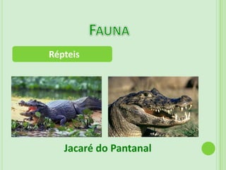 Composição predominante: argilo-arenosa	-pobres na parte mais profunda	-muito férteis na camada superficial (deposição de matéria orgânica resultante da decomposição de restos animais e vegetais)Aspectos Geográficos:Formado por uma planície e está situado na Bacia Hidrográfica do Alto Paraguai. 