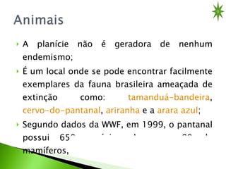 A planície não é geradora de nenhum endemismo;  É um local onde se pode encontrar facilmente exemplares da fauna brasileira ameaçada de extinção como:  tamanduá-bandeira ,  cervo-do-pantanal ,  ariranha  e a  arara azul ; Segundo dados da WWF, em 1999, o pantanal possui 650 espécies de aves, 80 de mamíferos, 260 de peixes e 50 de répteis.  