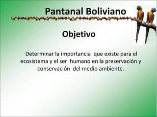 Pantanal Boliviano ,[object Object],[object Object]