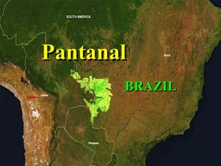 Pantanal BRAZIL 