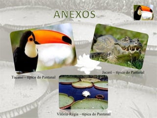 Tucano – típico do Pantanal Jacaré – típico do Pantanal Vitória-Régia – típica do Pantanal 