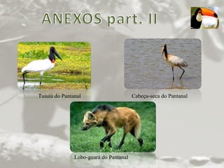 Tuiuiú do Pantanal Cabeça-seca do Pantanal Lobo-guará do Pantanal 