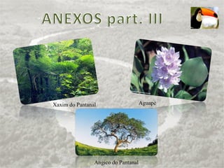 Xaxim do Pantanal Aguapé Angico do Pantanal 