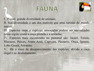 I.  Possui  grande diversidade de animais; II. Sua diversidade é um dos motivos que atrai turistas do mundo inteiro; III. Espécies raras e espécies ameaçadas podem ser encontradas nessa região como a onça pintada e a ariranha; IV. Espécies mais encontradas no pantanal são: Jacaré, Tuiuiú, Macacos, Peixes, Arara Azul, Capivara, Pássaros, Onça, Iguana, Lobo Guará, Ariranha; V.  Há o risco de desaparecimento das espécies, devido a caça ilegal e ao desmatamento; 