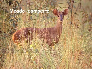 Veado-campeiro  