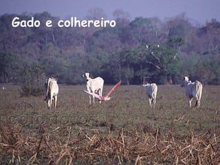 Gado e colhereiro   