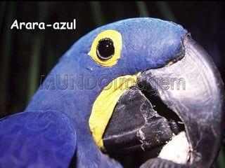 Arara-azul  
