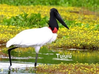 Tuiuiú    