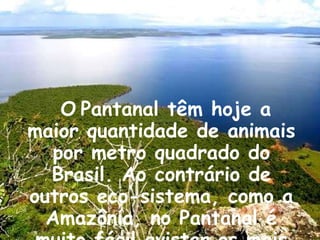 O   Pantanal têm hoje a maior quantidade de animais por metro quadrado do Brasil. Ao contrário de outros eco-sistema, como a Amazônia, no Pantanal é muito fácil avistar os mais diversos animais.  