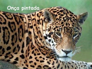 Onça pintada 
