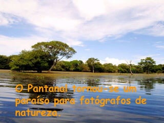 O Pantanal tornou-se um paraíso para fotógrafos de natureza.  