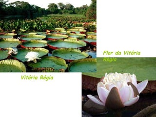 Vitória Régia Flor da Vitória Régia 