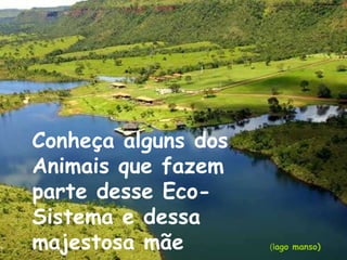 Conheça alguns dos Animais que fazem parte desse Eco-Sistema e dessa majestosa mãe natureza… (l ago manso) 