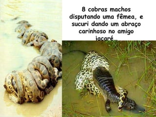 8 cobras machos disputando uma fêmea, e sucuri dando um abraço carinhoso no amigo jacaré… 
