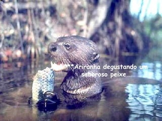 ***Ariranha degustando um saboroso peixe… 