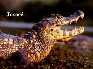 Jacaré   