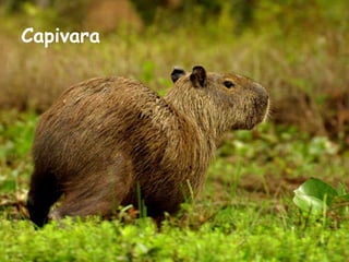 Capivara   
