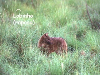 Lobinho (raposa)  