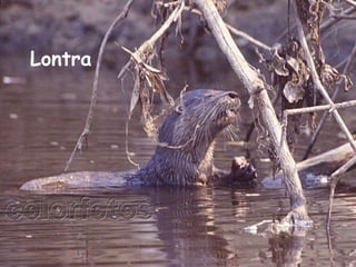 Lontra   