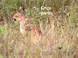 Onça parda  